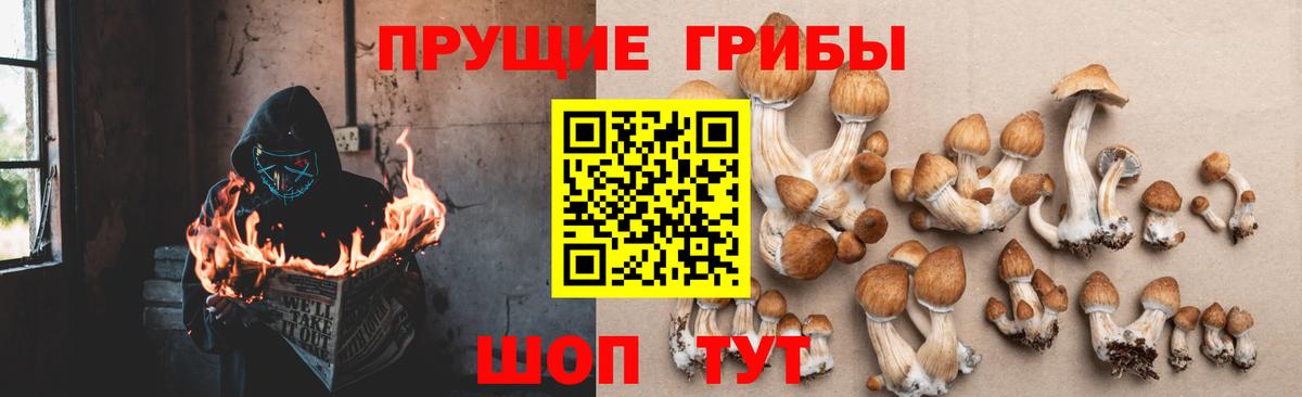 Бердск  Псилоцибиновые грибы Psilocybe  Вход с VPN 